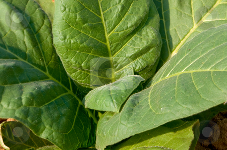 To use this stock image in your creative project, please select the size you need over to the right and click the "Add to Cart" button.
Your downloaded image will come with the Cutcaster watermark removed so don’t worry about the watermark you see on this page. Tobacco Plant stock photo, A healthy tobacco plant on a farm field. by Robert Byron