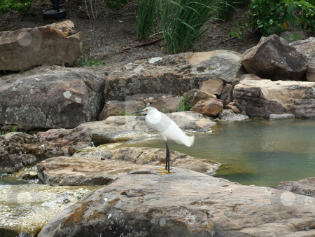 To use this stock image in your creative project, please select the size you need over to the right and click the "Add to Cart" button.
Your downloaded image will come with the Cutcaster watermark removed so don’t worry about the watermark you see on this page. Egret on Rock stock photo, A lone egret perches on a rock moments before taking flight by Marburg