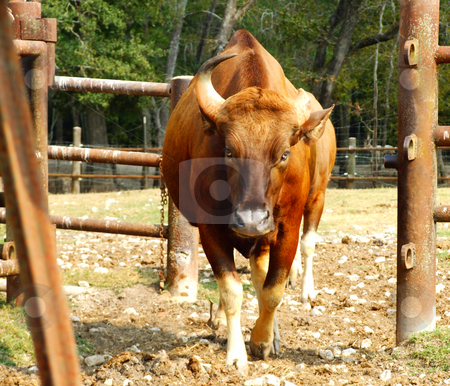 To use this stock image in your creative project, please select the size you need over to the right and click the "Add to Cart" button.
Your downloaded image will come with the Cutcaster watermark removed so don’t worry about the watermark you see on this page. Cow stock photo, Cow walking from barnyard through gate by Marburg