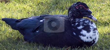 To use this stock image in your creative project, please select the size you need over to the right and click the "Add to Cart" button.
Your downloaded image will come with the Cutcaster watermark removed so don’t worry about the watermark you see on this page. Black Duck stock photo, Close up of a black duck sitting on the lawn by Marburg