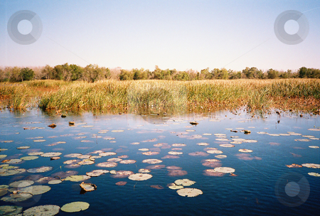 To use this stock image in your creative project, please select the size you need over to the right and click the "Add to Cart" button.
Your downloaded image will come with the Cutcaster watermark removed so don’t worry about the watermark you see on this page. Marshland stock photo, Marsh showing lilypads and marshgrass with trees in the distance by Marburg