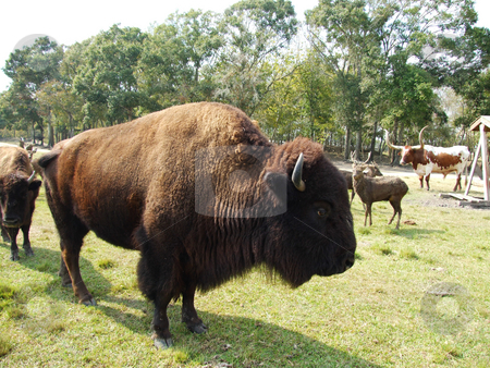 To use this stock image in your creative project, please select the size you need over to the right and click the "Add to Cart" button.
Your downloaded image will come with the Cutcaster watermark removed so don’t worry about the watermark you see on this page. Bison stock photo, Bison standing still in hot afternoon sun by Marburg