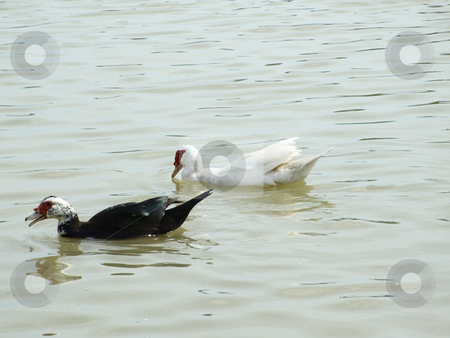 To use this stock image in your creative project, please select the size you need over to the right and click the "Add to Cart" button.
Your downloaded image will come with the Cutcaster watermark removed so don’t worry about the watermark you see on this page. Water Fowl stock photo, Water Fowl swimming in pond by Marburg