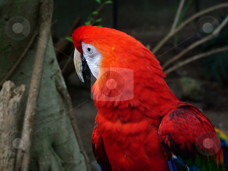To use this stock image in your creative project, please select the size you need over to the right and click the "Add to Cart" button.
Your downloaded image will come with the Cutcaster watermark removed so don’t worry about the watermark you see on this page. Parrot stock photo, A Rainforest parrot by Michelle Bergkamp