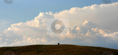To use this stock image in your creative project, please select the size you need over to the right and click the "Add to Cart" button.
Your downloaded image will come with the Cutcaster watermark removed so don’t worry about the watermark you see on this page. Approaching Storm stock photo, A large thunderstorm is building behind a lone buffalo atop a hill. Custer National Park, Black Hills, SD. by Marc Saegesser