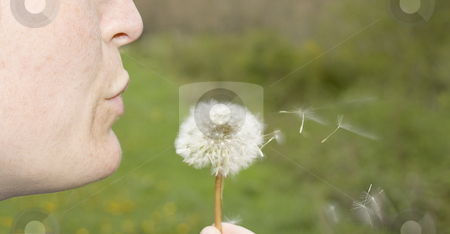 To use this stock image in your creative project, please select the size you need over to the right and click the "Add to Cart" button.
Your downloaded image will come with the Cutcaster watermark removed so don’t worry about the watermark you see on this page. Dandelion stock photo, A girl blowing a dandelion in the country by Ivan Montero