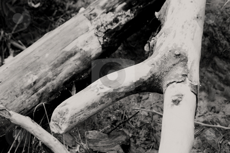 To use this stock image in your creative project, please select the size you need over to the right and click the "Add to Cart" button.
Your downloaded image will come with the Cutcaster watermark removed so don’t worry about the watermark you see on this page. Wood stock photo, Some chopped down trees by Ivan Montero