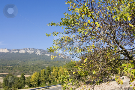 To use this stock image in your creative project, please select the size you need over to the right and click the "Add to Cart" button.
Your downloaded image will come with the Cutcaster watermark removed so don’t worry about the watermark you see on this page. Tree with mountain in background stock photo, Nature image of mountains an green trees and forest by Ivan Montero