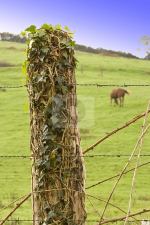 To use this stock image in your creative project, please select the size you need over to the right and click the "Add to Cart" button.
Your downloaded image will come with the Cutcaster watermark removed so don’t worry about the watermark you see on this page. Fence post at horse ranch stock photo, Image of a calm horse in the farm eating by Ivan Montero