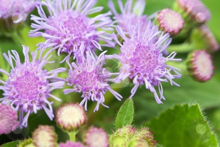 To use this stock image in your creative project, please select the size you need over to the right and click the "Add to Cart" button.
Your downloaded image will come with the Cutcaster watermark removed so don’t worry about the watermark you see on this page. Artist Blue Starburst II stock photo, Blue Ageratum Artist (Ageratum Hybrid) blooms close-up by Charles Jetzer