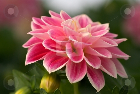 To use this stock image in your creative project, please select the size you need over to the right and click the "Add to Cart" button.
Your downloaded image will come with the Cutcaster watermark removed so don’t worry about the watermark you see on this page. Bursting Dahlia Dahlietta Louise IV stock photo, Dahlia Dahlietta Louise bloom close-up by Charles Jetzer