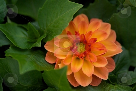 To use this stock image in your creative project, please select the size you need over to the right and click the "Add to Cart" button.
Your downloaded image will come with the Cutcaster watermark removed so don’t worry about the watermark you see on this page. Shy Jenny - Dahlia Dahlietta stock photo, Orange Dahlia Dahlietta Jenny bloom close-up by Charles Jetzer