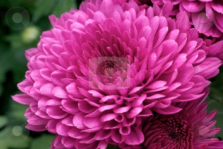 To use this stock image in your creative project, please select the size you need over to the right and click the "Add to Cart" button.
Your downloaded image will come with the Cutcaster watermark removed so don’t worry about the watermark you see on this page. Bursting Pink stock photo, Close-up on a Blooming Pink Garden Chrysanthemum by Charles Jetzer