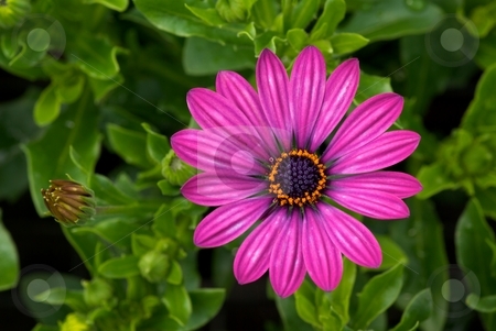 To use this stock image in your creative project, please select the size you need over to the right and click the "Add to Cart" button.
Your downloaded image will come with the Cutcaster watermark removed so don’t worry about the watermark you see on this page. Streaked Purple Osteospermum stock photo, Close-up of a blooming purple Osteospermum Soprano from Above by Charles Jetzer