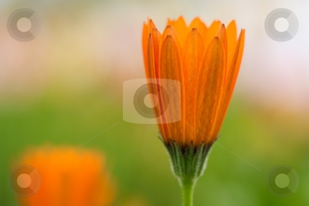 To use this stock image in your creative project, please select the size you need over to the right and click the "Add to Cart" button.
Your downloaded image will come with the Cutcaster watermark removed so don’t worry about the watermark you see on this page. Symphony Solo stock photo, Orange Osteospermum Symphony bloom close-up by Charles Jetzer
