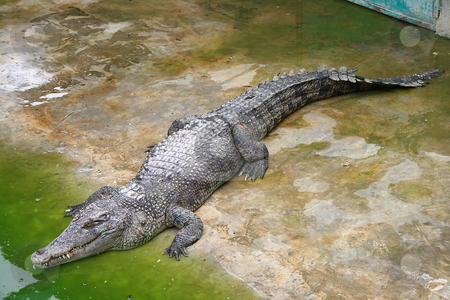 To use this stock image in your creative project, please select the size you need over to the right and click the "Add to Cart" button.
Your downloaded image will come with the Cutcaster watermark removed so don’t worry about the watermark you see on this page. Crocodile stock photo, Big crocodile in a crocodile farm by Jonas Marcos San Luis