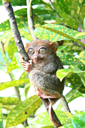 To use this stock image in your creative project, please select the size you need over to the right and click the "Add to Cart" button.
Your downloaded image will come with the Cutcaster watermark removed so don’t worry about the watermark you see on this page. Tarsier monkey stock photo, Philippine Tarsier monkey clinging on a tree by Jonas Marcos San Luis