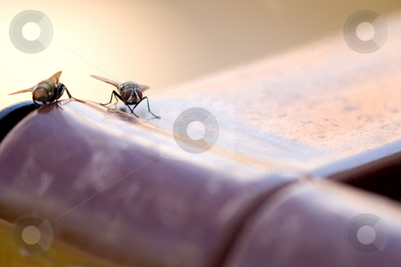 To use this stock image in your creative project, please select the size you need over to the right and click the "Add to Cart" button.
Your downloaded image will come with the Cutcaster watermark removed so don’t worry about the watermark you see on this page. House Fly stock photo, A dirty nasty disease ridden house fly. by Robert Byron