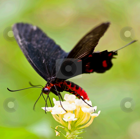 To use this stock image in your creative project, please select the size you need over to the right and click the "Add to Cart" button.
Your downloaded image will come with the Cutcaster watermark removed so don’t worry about the watermark you see on this page. Grace stock photo, by Robin Ducker