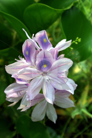 To use this stock image in your creative project, please select the size you need over to the right and click the "Add to Cart" button.
Your downloaded image will come with the Cutcaster watermark removed so don’t worry about the watermark you see on this page. Water hyacinth flower stock photo, Closeup of water hyacinth flowers showing detail on the stamin. by Lynn Bendickson