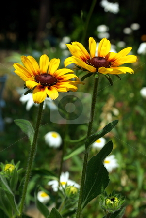 To use this stock image in your creative project, please select the size you need over to the right and click the "Add to Cart" button.
Your downloaded image will come with the Cutcaster watermark removed so don’t worry about the watermark you see on this page. Black-Eyed Susan stock photo, Two Black-Eyed Susan flowers on a field of green. by Lynn Bendickson