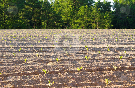 To use this stock image in your creative project, please select the size you need over to the right and click the "Add to Cart" button.
Your downloaded image will come with the Cutcaster watermark removed so don’t worry about the watermark you see on this page. Tobacco Field stock photo, Healthy tobacco plants on a farm field. by Robert Byron