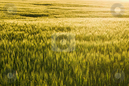 To use this stock image in your creative project, please select the size you need over to the right and click the "Add to Cart" button.
Your downloaded image will come with the Cutcaster watermark removed so don’t worry about the watermark you see on this page. Winter Wheat stock photo, A large farm field of winter wheat. by Robert Byron