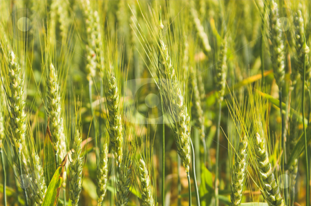 To use this stock image in your creative project, please select the size you need over to the right and click the "Add to Cart" button.
Your downloaded image will come with the Cutcaster watermark removed so don’t worry about the watermark you see on this page. Wheat Field stock photo, A farm field of green winter wheat. by Robert Byron