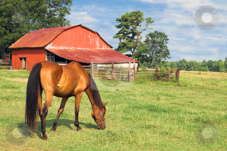 To use this stock image in your creative project, please select the size you need over to the right and click the "Add to Cart" button.
Your downloaded image will come with the Cutcaster watermark removed so don’t worry about the watermark you see on this page. Horse stock photo, A horse eating his breakfast in the early morning.. by Robert Byron