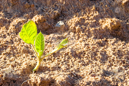 To use this stock image in your creative project, please select the size you need over to the right and click the "Add to Cart" button.
Your downloaded image will come with the Cutcaster watermark removed so don’t worry about the watermark you see on this page. Tobacco Plant stock photo, A healthy tobacco plant on a farm field. by Robert Byron