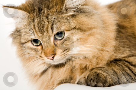 To use this stock image in your creative project, please select the size you need over to the right and click the "Add to Cart" button.
Your downloaded image will come with the Cutcaster watermark removed so don’t worry about the watermark you see on this page. Close Up of a young beautiful cat stock photo, Close up portrait of a beautiful young domestic cat on a white background. by Frenk and Danielle Kaufmann