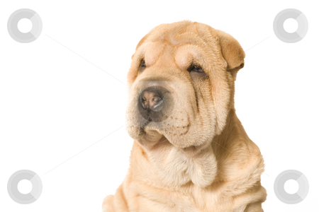 To use this stock image in your creative project, please select the size you need over to the right and click the "Add to Cart" button.
Your downloaded image will come with the Cutcaster watermark removed so don’t worry about the watermark you see on this page. Looking sharpei pup stock photo, A young sharpei pup posing in the studio by Frenk and Danielle Kaufmann