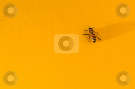 To use this stock image in your creative project, please select the size you need over to the right and click the "Add to Cart" button.
Your downloaded image will come with the Cutcaster watermark removed so don’t worry about the watermark you see on this page. Bee on Yellow stock photo, A yellow jacket or honey bee on a yellow background. by Robert Byron