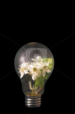 To use this stock image in your creative project, please select the size you need over to the right and click the "Add to Cart" button.
Your downloaded image will come with the Cutcaster watermark removed so don’t worry about the watermark you see on this page. Light Bulb Flowers stock photo, Peach blossums growing in a light bulb. by Robert Byron