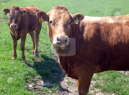 To use this stock image in your creative project, please select the size you need over to the right and click the "Add to Cart" button.
Your downloaded image will come with the Cutcaster watermark removed so don’t worry about the watermark you see on this page. Portrait of brown beef cow stock photo, Beef cow stood in countryside, England. by Martin Crowdy