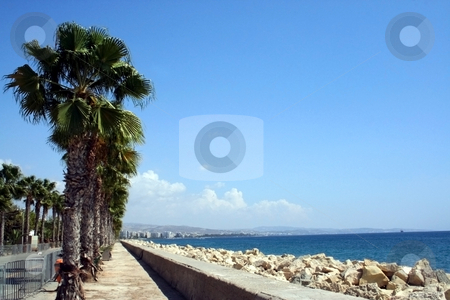 To use this stock image in your creative project, please select the size you need over to the right and click the "Add to Cart" button.
Your downloaded image will come with the Cutcaster watermark removed so don’t worry about the watermark you see on this page. Palm Trees by beach stock photo, Palm trees by beach in resort of Larnaca, Cyprus. by Martin Crowdy