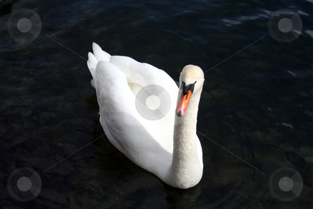 To use this stock image in your creative project, please select the size you need over to the right and click the "Add to Cart" button.
Your downloaded image will come with the Cutcaster watermark removed so don’t worry about the watermark you see on this page. Graceful white swan stock photo, Graceful white swan swimming with black background. by Martin Crowdy