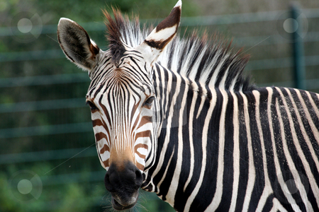 To use this stock image in your creative project, please select the size you need over to the right and click the "Add to Cart" button.
Your downloaded image will come with the Cutcaster watermark removed so don’t worry about the watermark you see on this page. Portrait of Zebra stock photo, Portrait of a zebra looking at camera. by Martin Crowdy