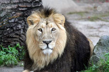 To use this stock image in your creative project, please select the size you need over to the right and click the "Add to Cart" button.
Your downloaded image will come with the Cutcaster watermark removed so don’t worry about the watermark you see on this page. Noble Lion portrait stock photo, Beautiful portrait of noble male Lion. by Martin Crowdy