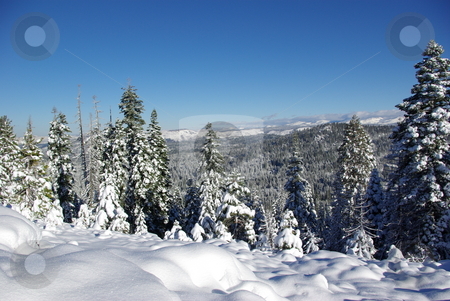 To use this stock image in your creative project, please select the size you need over to the right and click the "Add to Cart" button.
Your downloaded image will come with the Cutcaster watermark removed so don’t worry about the watermark you see on this page. High Sierra Forest stock photo, Trees covered in fresh snow looking towards the Sierra Crystal Range by Lynn Bendickson