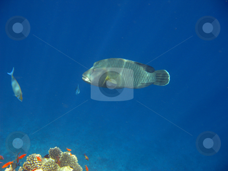To use this stock image in your creative project, please select the size you need over to the right and click the "Add to Cart" button.
Your downloaded image will come with the Cutcaster watermark removed so don’t worry about the watermark you see on this page. Napoleon fish stock photo, Tropical fish and coral reef by Roman Vintonyak