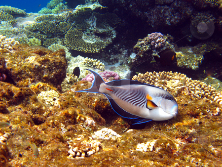 To use this stock image in your creative project, please select the size you need over to the right and click the "Add to Cart" button.
Your downloaded image will come with the Cutcaster watermark removed so don’t worry about the watermark you see on this page. Lazy fish stock photo, Tropical fishes and coral reef by Roman Vintonyak