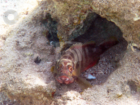 To use this stock image in your creative project, please select the size you need over to the right and click the "Add to Cart" button.
Your downloaded image will come with the Cutcaster watermark removed so don’t worry about the watermark you see on this page. Striped fish stock photo, Tropical fishes and coral reef by Roman Vintonyak