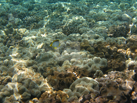 To use this stock image in your creative project, please select the size you need over to the right and click the "Add to Cart" button.
Your downloaded image will come with the Cutcaster watermark removed so don’t worry about the watermark you see on this page. Coral reef stock photo, Tropical fishes and coral reef by Roman Vintonyak