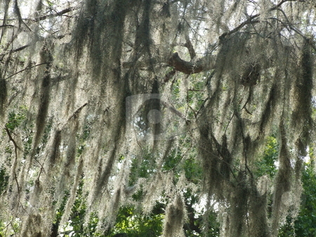 To use this stock image in your creative project, please select the size you need over to the right and click the "Add to Cart" button.
Your downloaded image will come with the Cutcaster watermark removed so don’t worry about the watermark you see on this page. More Spanish Moss stock photo, Spanish Moss (Weeping Willow) hanging from branches of a tree by Marburg