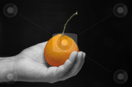 To use this stock image in your creative project, please select the size you need over to the right and click the "Add to Cart" button.
Your downloaded image will come with the Cutcaster watermark removed so don’t worry about the watermark you see on this page. Holding an Orange stock photo, A person holding a freshly picked orange. by Robert Byron