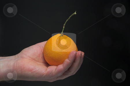 To use this stock image in your creative project, please select the size you need over to the right and click the "Add to Cart" button.
Your downloaded image will come with the Cutcaster watermark removed so don’t worry about the watermark you see on this page. Holding an Orange stock photo, A person holding a freshly picked orange. by Robert Byron