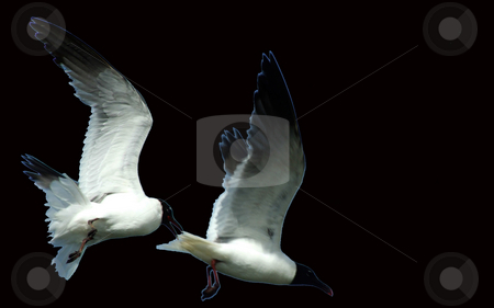 To use this stock image in your creative project, please select the size you need over to the right and click the "Add to Cart" button.
Your downloaded image will come with the Cutcaster watermark removed so don’t worry about the watermark you see on this page. Seagull Ballet stock photo, 2 seagulls flying in tandem lightly outlined in blue and set against a black background by Marburg