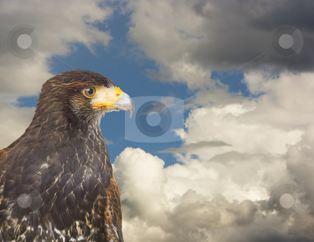 To use this stock image in your creative project, please select the size you need over to the right and click the "Add to Cart" button.
Your downloaded image will come with the Cutcaster watermark removed so don’t worry about the watermark you see on this page. Eagle hawk predatory bird stock photo, Close up of a milano, an european predatory bird by Ivan Montero