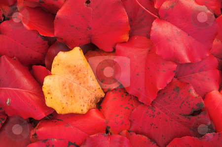 To use this stock image in your creative project, please select the size you need over to the right and click the "Add to Cart" button.
Your downloaded image will come with the Cutcaster watermark removed so don’t worry about the watermark you see on this page. Autumn Leaves stock photo, Beautiful fall colors on an autumn afternoon. by Robert Byron